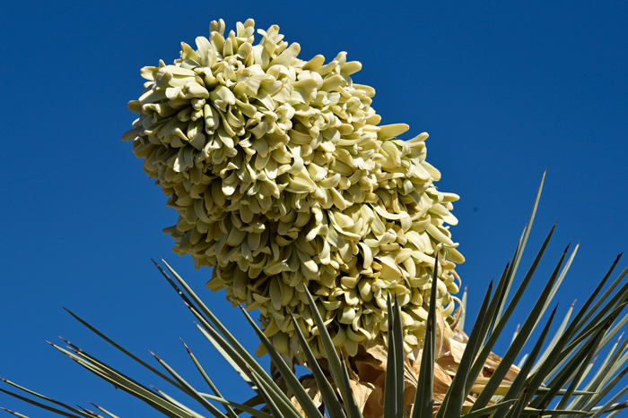 Joshua Trees blooms from late winter to mid-spring with large densely crowded clusters of showy white, off-white or greenish-white flowers. The beautiful flowers develop atop an erect flowering stalk; flowers may be partially enclosed in leafy rosettes. Yucca brevifolia 